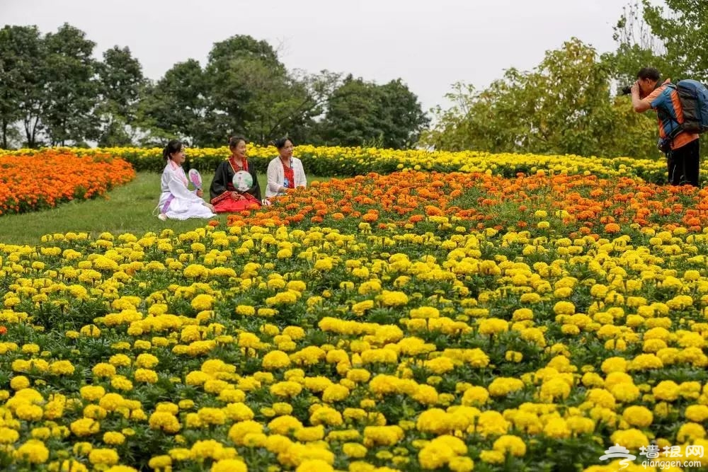 艾玩儿会员卡用户十月一免费游玩国际鲜花港，国庆三天赏菊过佳节！[墙根网]