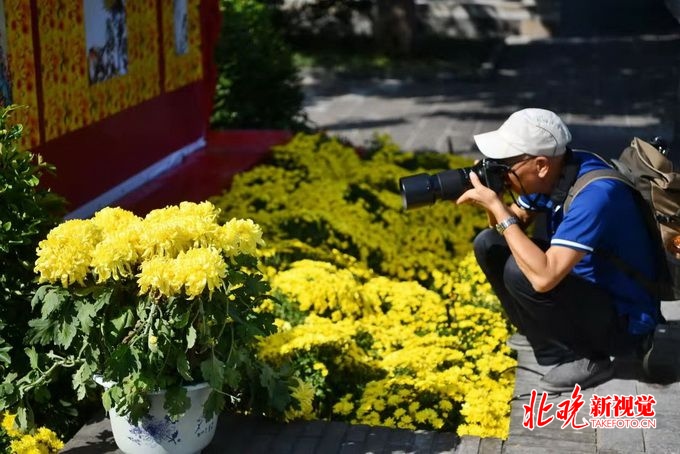 北海公园菊花展将展至10月15日，现场展出悬崖菊、多头菊等千盆菊花[墙根网]