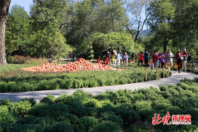 北京植物园将开市花展，40万株鲜花迎国庆，以菊花、月季为主[墙根网]