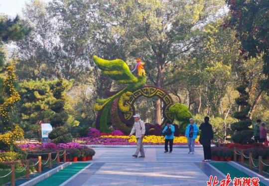 北京植物园将开市花展，40万株鲜花迎国庆，以菊花、月季为主