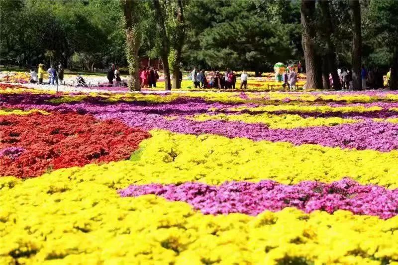 赏菊+游园！重阳节当天，北京市属公园一大波活动等您来参与[墙根网]