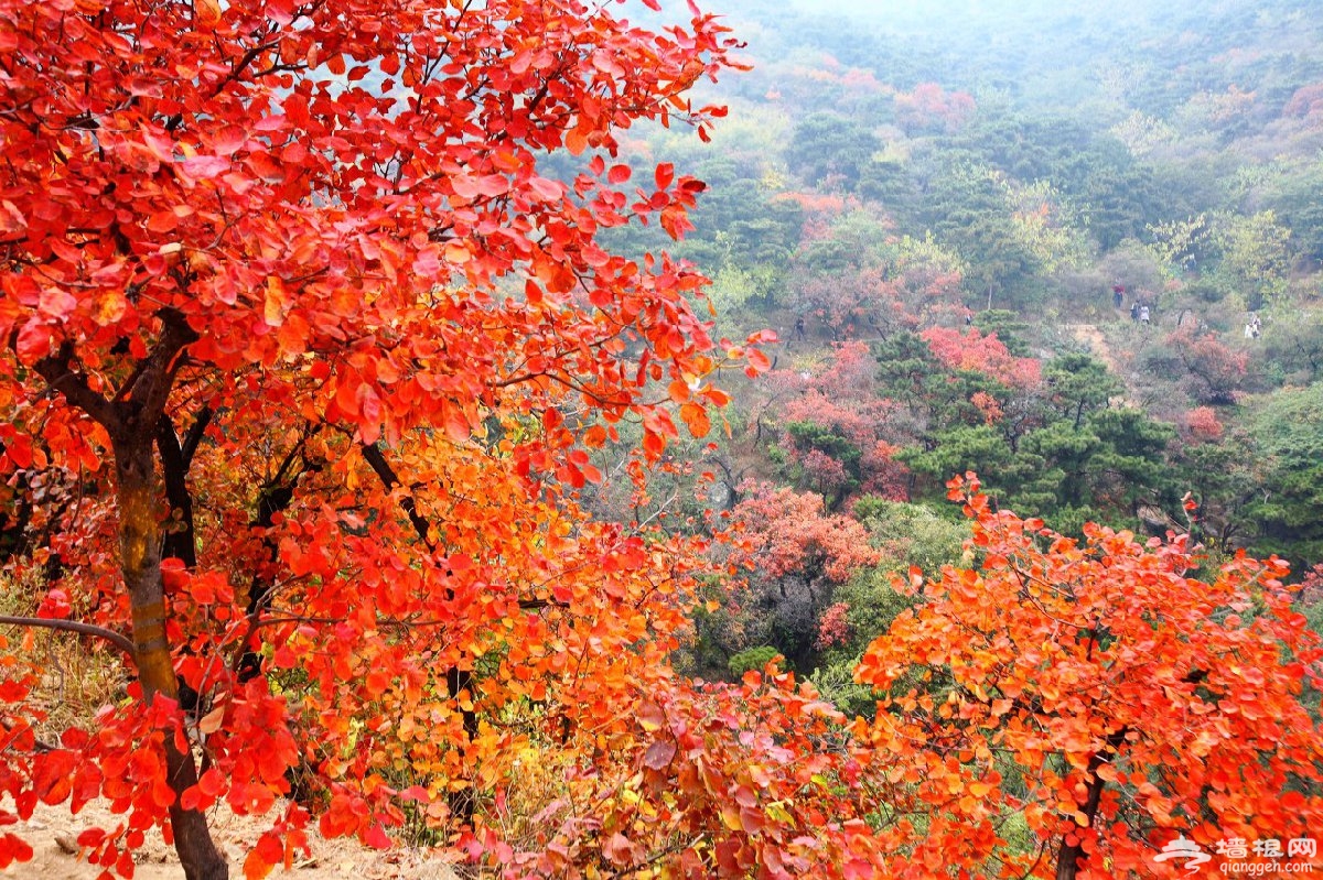 北京香山公园红叶红了吗 四大红叶观赏路线等你来