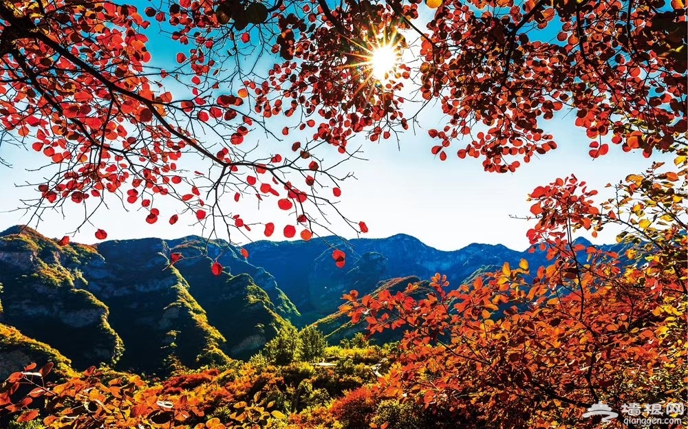 不必再去香山看人海，华北最壮观的山地红叶景观在北京这儿[墙根网]