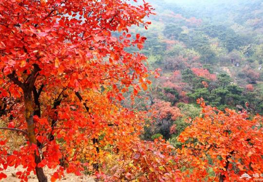 北京香山公园红叶红了吗 四大红叶观赏路线等你来