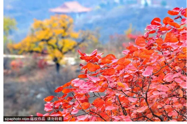 除了香山，北京还有这些秋游的好去处！[墙根网]