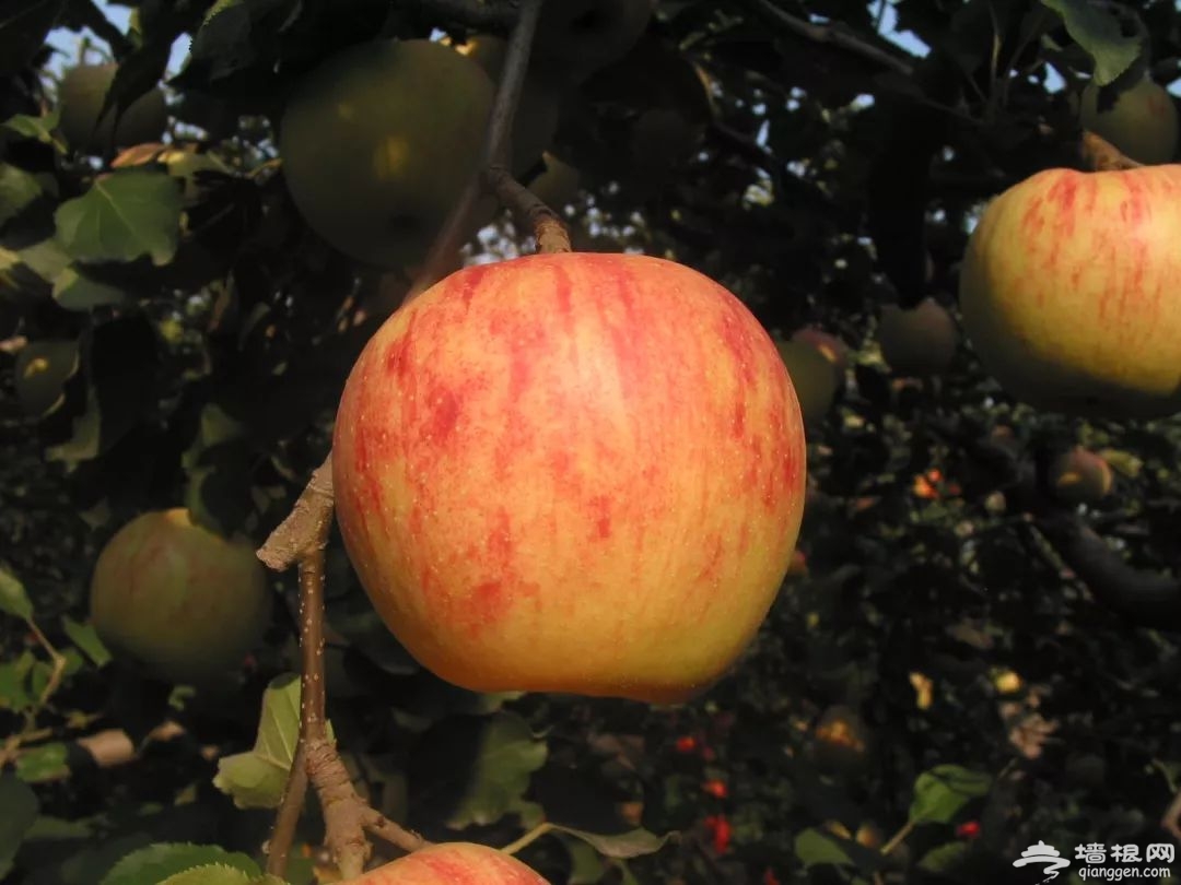 不想再吃富士苹果，这八个新品种北京去哪摘？[墙根网]