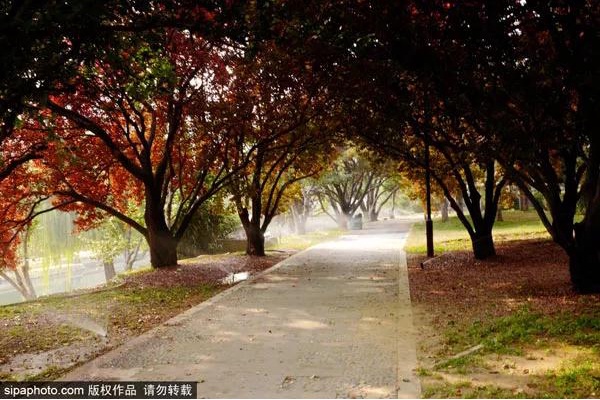 一步一景美到哭！北京秋游地图请收好，看完就出发！[墙根网]