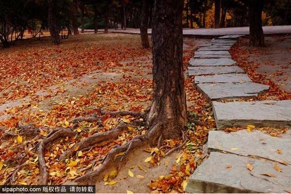 一步一景美到哭！北京秋游地图请收好，看完就出发！[墙根网]