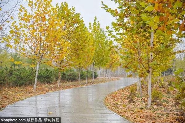 一步一景美到哭！北京秋游地图请收好，看完就出发！[墙根网]