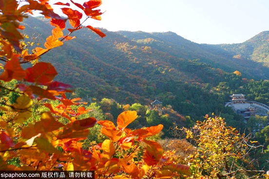 香山公园赏红叶，最不可错过的秋季彩叶盛事