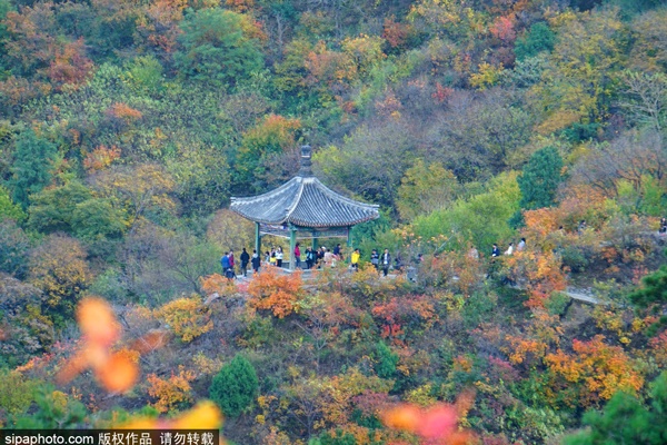 香山公园赏红叶，最不可错过的秋季彩叶盛事[墙根网]