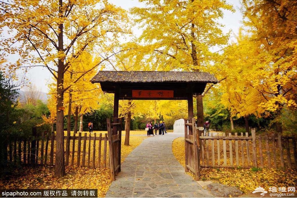 香山公园赏红叶，最不可错过的秋季彩叶盛事[墙根网]
