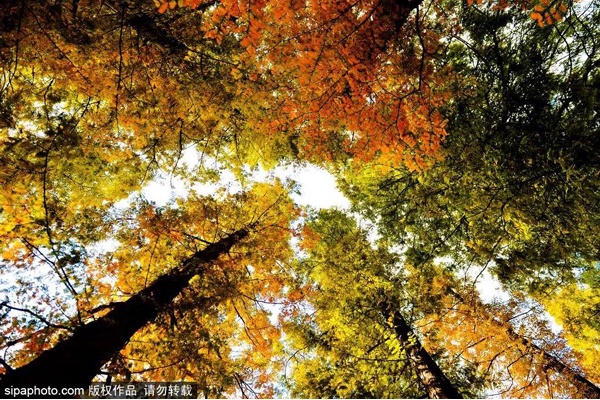 京城最惊艳的秋日梦境，每一眼都让人迷醉……看过就忘不了！[墙根网]