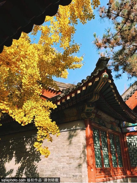 京城最惊艳的秋日梦境，每一眼都让人迷醉……看过就忘不了！[墙根网]