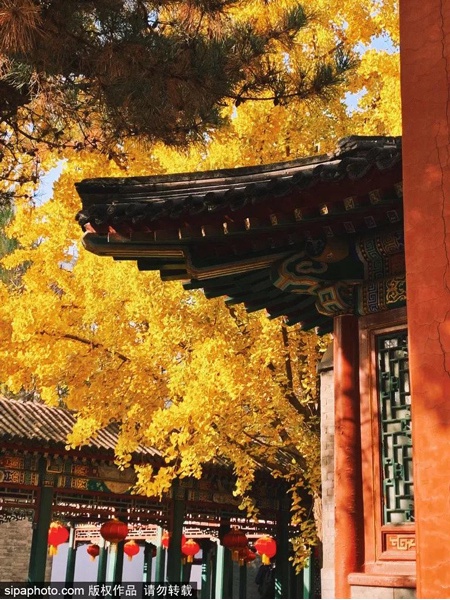 京城最惊艳的秋日梦境，每一眼都让人迷醉……看过就忘不了！[墙根网]