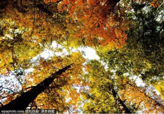 京城最惊艳的秋日梦境，每一眼都让人迷醉……看过就忘不了！
