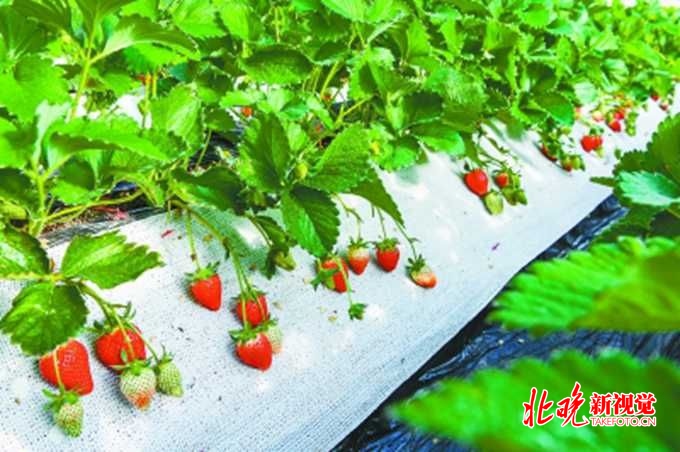 首届昌平草莓节明天开幕 有2个草莓新品种首次亮相[墙根网]
