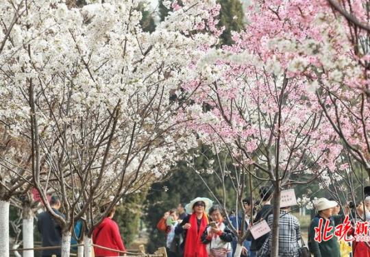 2020年玉渊潭公园“樱花节”拟推纪念门票，具体发售时间从这俩地得知