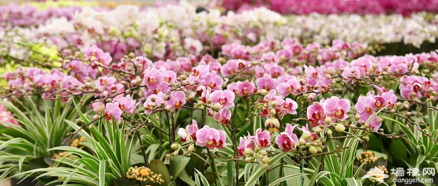 2020北京春节11处年宵花展地址一览