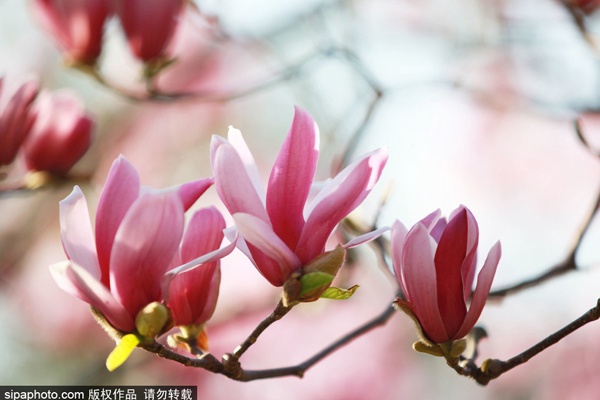 “游”北京古寺，遍赏春暖花开[墙根网]