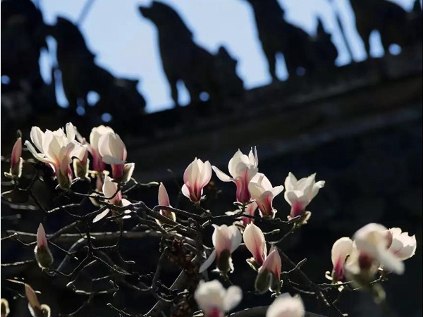 “游”北京古寺，遍赏春暖花开[墙根网]