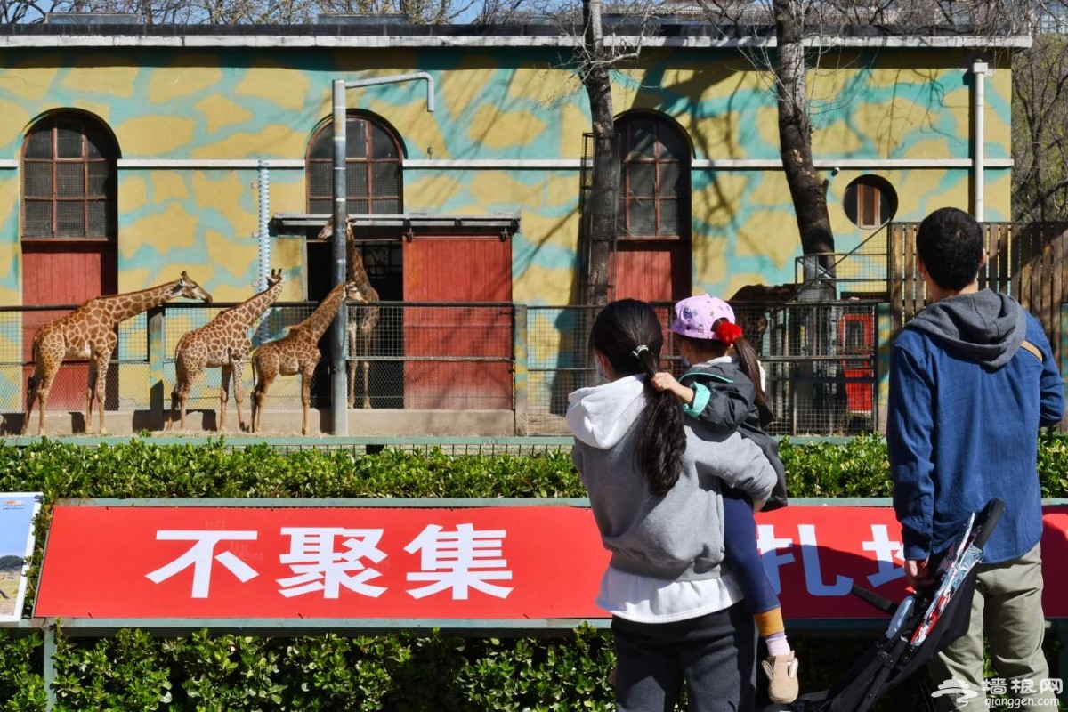 闭园58天后北京动物园今起迎客，小动物们还好吗？[墙根网]