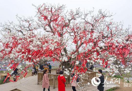 砀山网络梨花节开幕在即：除了梨花海 还能看到啥？