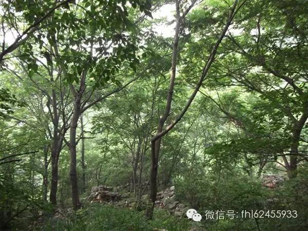 凤凰岭游览线路及沿途景点介绍[墙根网]