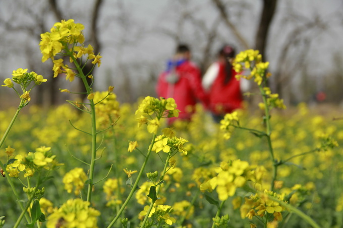 北京海淀百亩油菜花开播，4月20日前后将花开成海[墙根网]