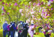 元大都城垣遗址公园“海棠花溪”2000多株海棠花陆续开放