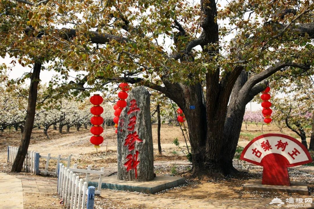 除了闻名天下的蜜桃，这里的百年梨园的花也都开好啦[墙根网]