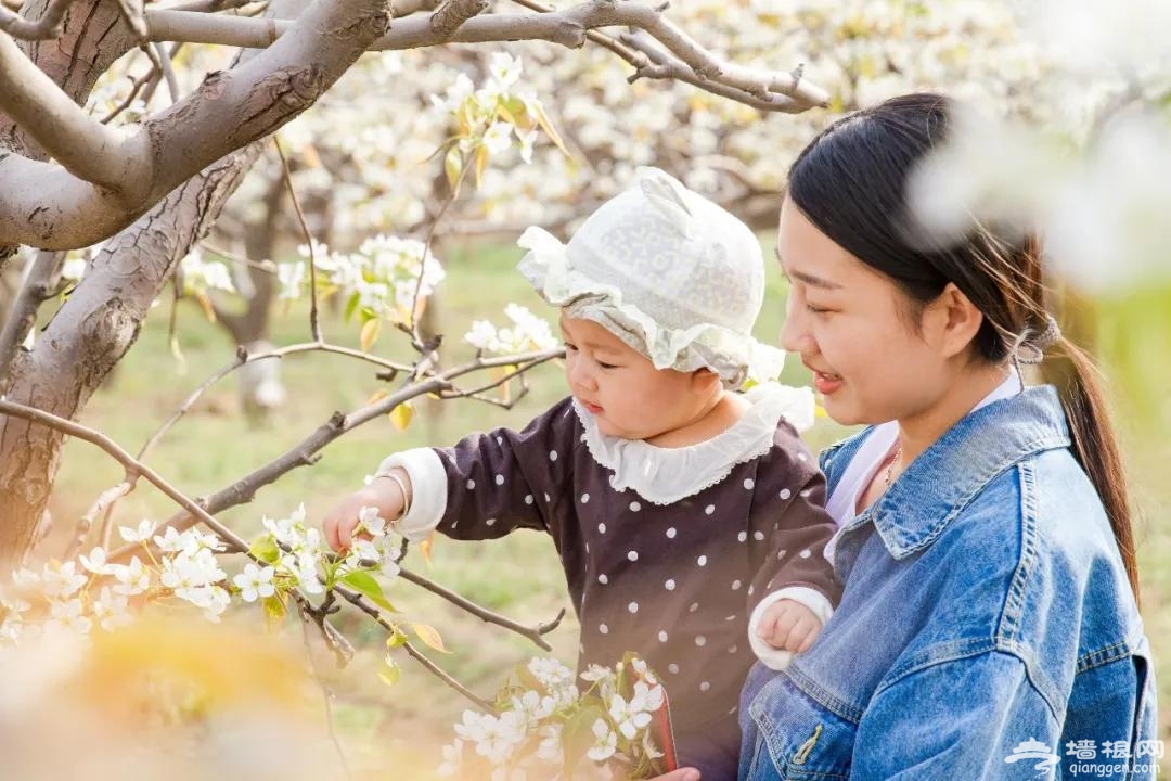 除了闻名天下的蜜桃，这里的百年梨园的花也都开好啦[墙根网]