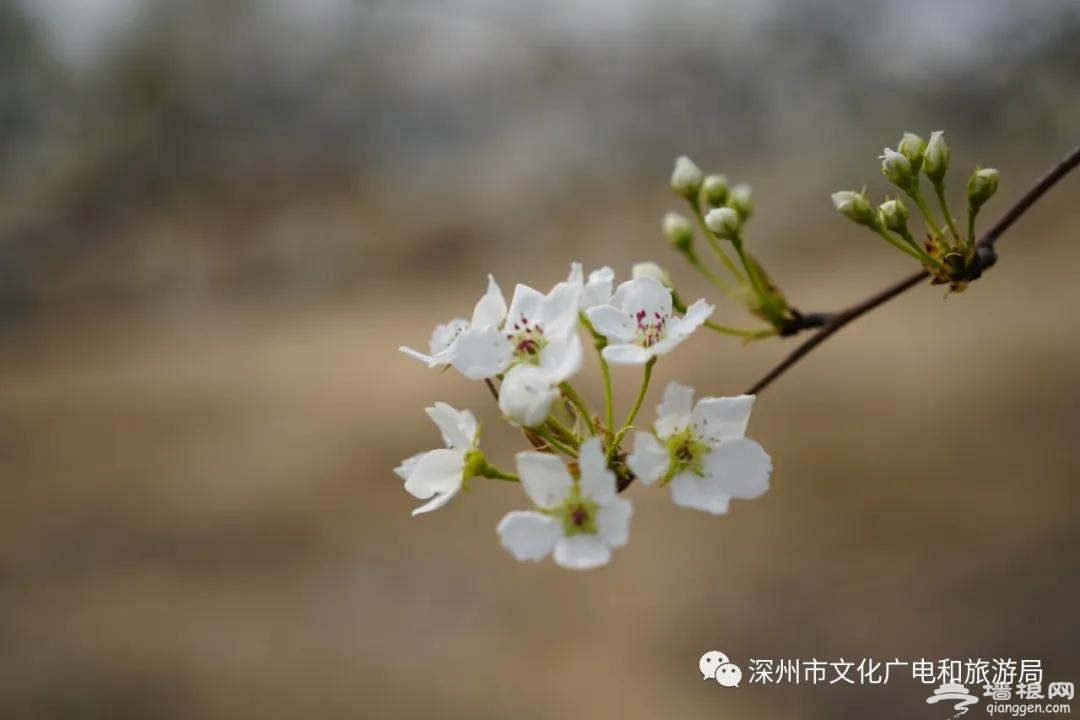 除了闻名天下的蜜桃，这里的百年梨园的花也都开好啦[墙根网]