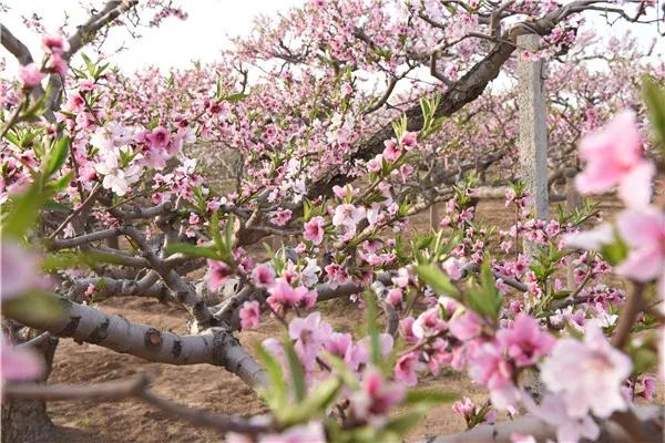 除了闻名天下的蜜桃，这里的百年梨园的花也都开好啦[墙根网]