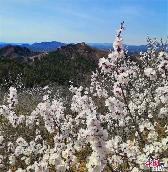 四月，2020第八届金山岭长城杏花节开启云赏花[墙根网]