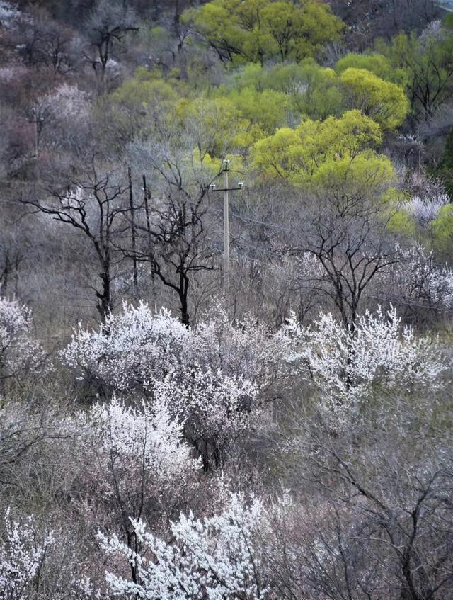 北京春天的代表景观，那趟花海列车，是在哪儿拍的？[墙根网]