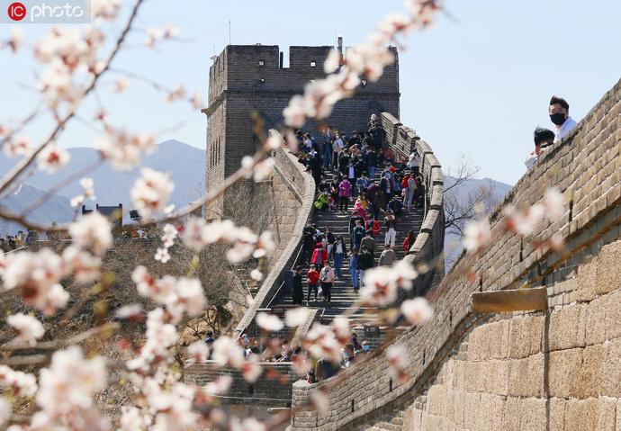 2020年4月4日，北京八达岭长城的山桃花盛开、山杏花含苞待放，浓浓的春意荡漾在长城内外，让游客流连忘返。