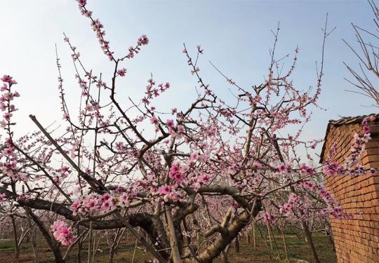 2020平谷桃花季即将进入最佳赏花期