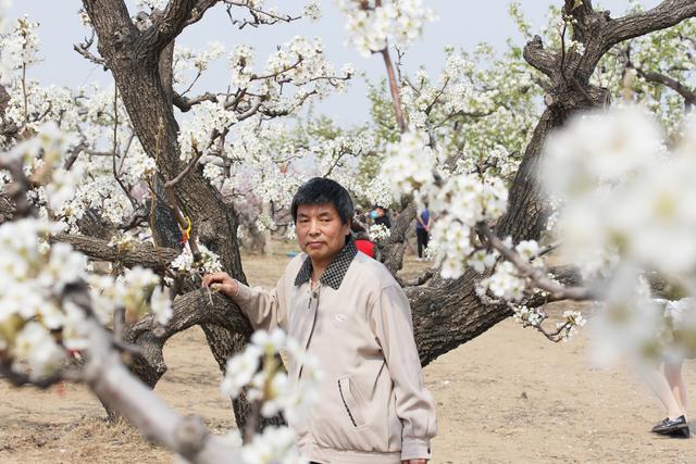 北京名气最大的梨花村，今年梨花节取消，并不影响赏花[墙根网]