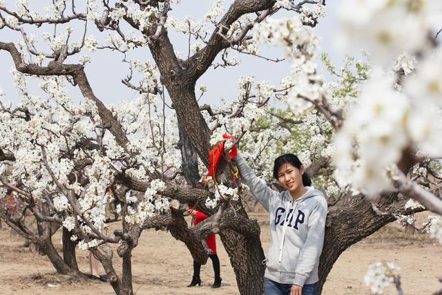 北京名气最大的梨花村，今年梨花节取消，并不影响赏花[墙根网]
