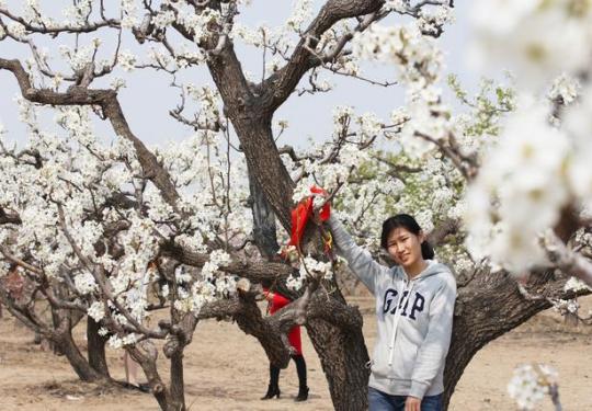 北京名氣最大的梨花村，今年梨花節取消，并不影響賞花