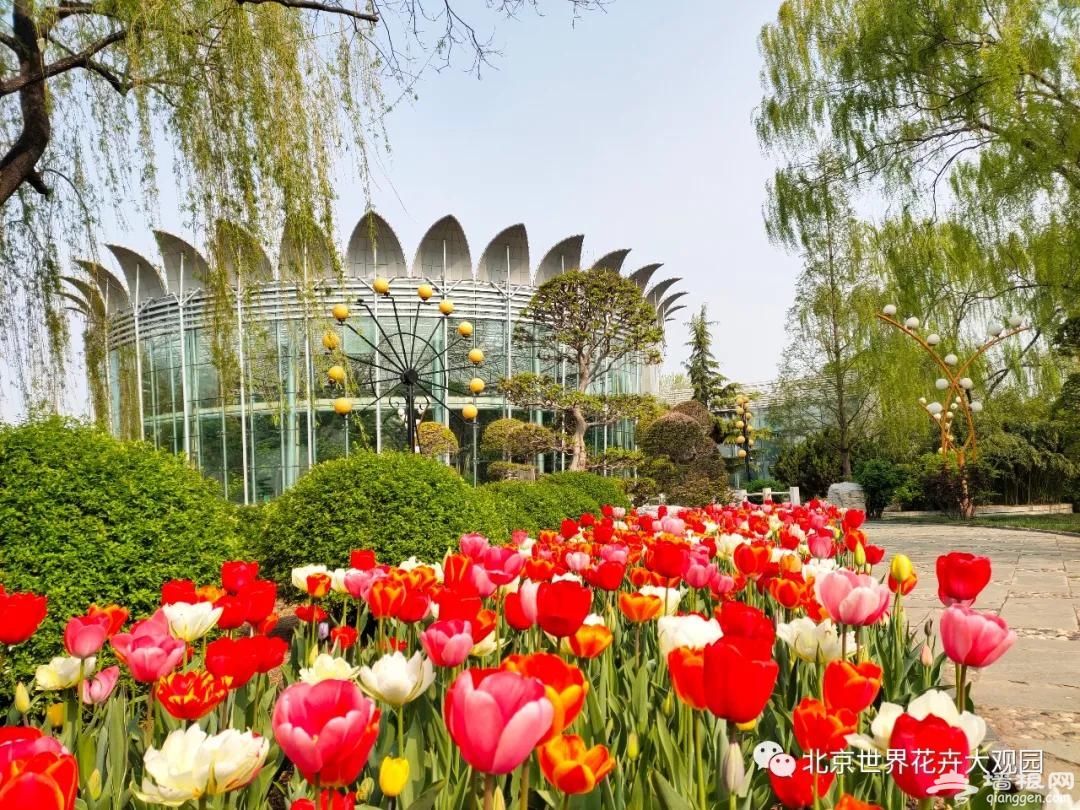 春风四月北京世界花卉大观园郁金香花开如期惊艳岁月