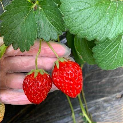 【昌平小汤山草莓采摘】78元抢购！新农人草莓采摘园，草莓采摘3斤，适量品尝~