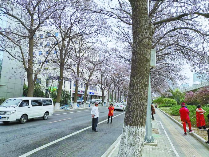 亦庄这条路泡桐盛开仿若“紫色天堂”，但有些游客可真没“规矩”[墙根网]