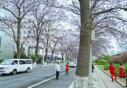 亦庄这条路泡桐盛开仿若“紫色天堂”，但有些游客可真没“规矩”