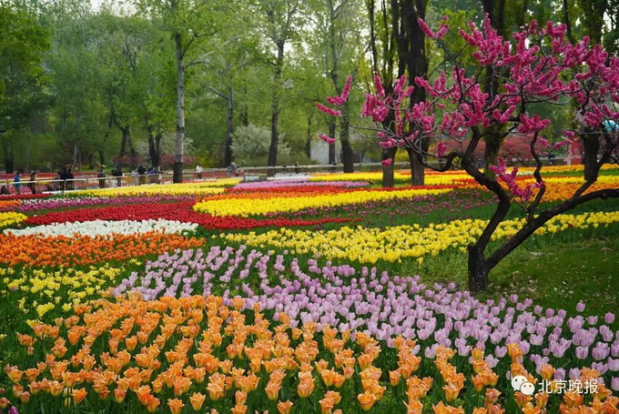 绝美！北京植物园40万株郁金香进入最佳观赏期[墙根网]