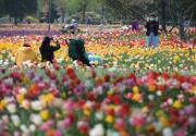 北京国际鲜花港恢复开园 郁金香进入盛花期