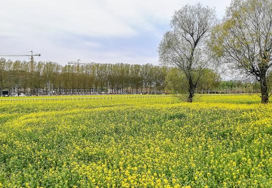京西怪村200亩油菜花盛开 花期可持续至五月中旬