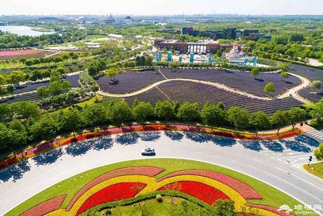 2020第四届上海薰衣草节来了，快来相约“魔都普罗旺斯”[墙根网]