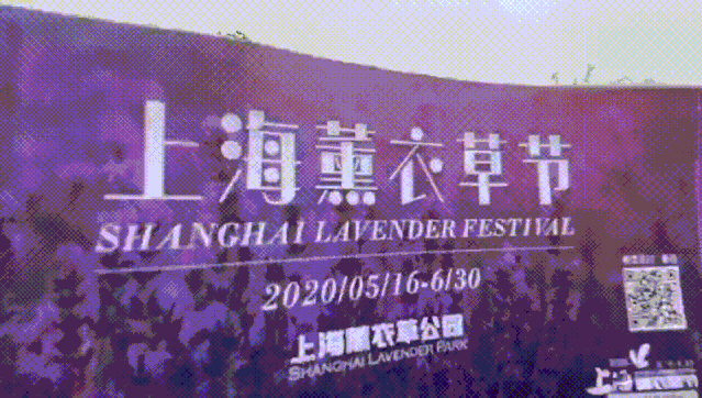 2020第四届上海薰衣草节来了，快来相约“魔都普罗旺斯”[墙根网]
